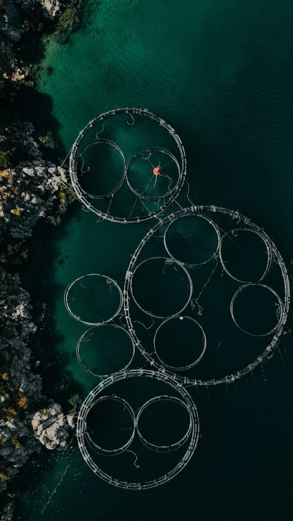 Aerial shot of circular fish farms floating on clear blue water near rocky coastline.